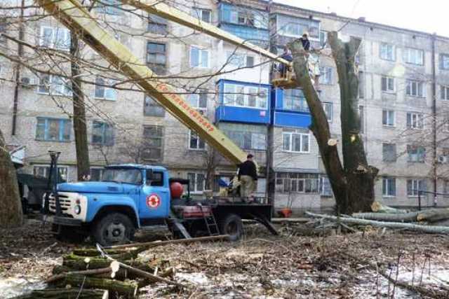 В Херсоне удалят деревья почти на миллион
